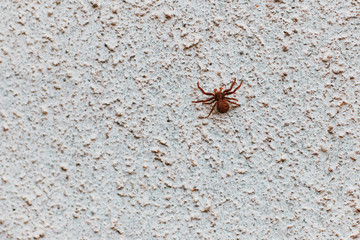 spider crawls on the wall concrete. texture. background.