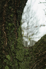 The texture of the tree bark