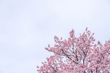 神奈川県 足柄 一ノ堰ハラネ春めき桜