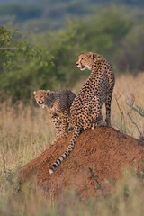 Mother Cheetah with cub on anthill