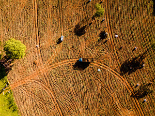 Aerial view of the cassava harvest in Mato Grosso do Sul, Brazil. Concept of economy and family...