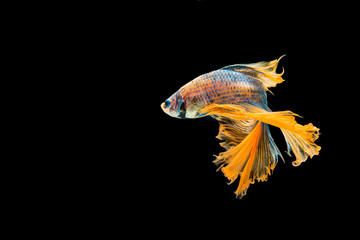 Action and movement of orange and blueThai fighting fish on a black background