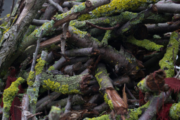 a lot of old tree branches