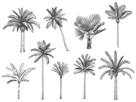 Hand drawn tropical palm trees. Vector set of hawaii beach palm tree, fern and frond outline, botany flora tropical illustration