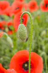 flowering of red poppy seeds in a wheat field