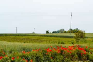 flowering of red poppy seeds in a wheat field