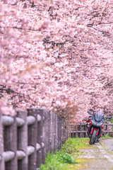 神奈川県 足柄 一ノ堰ハラネ春めき桜