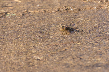 Bufo bufo - Common toad hiding on a pond in which is rakos