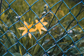 yellow flowers on a metal grid