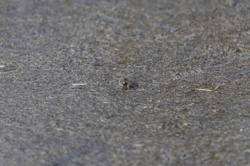 Bufo bufo - Common toad hiding on a pond in which is rakos