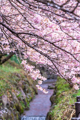 神奈川県 足柄 一ノ堰ハラネ春めき桜