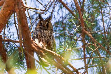 Asio otus - Long-eared Owl - wild photo of an owl sitting in a tree crown.