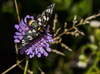butterfly with beautiful wings sits on a flower