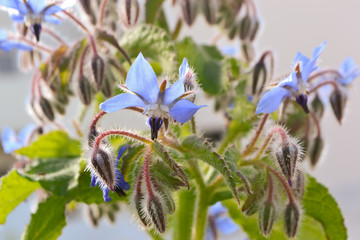 flowers bloom in the garden