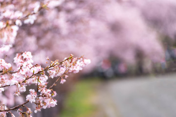 神奈川県 足柄 一ノ堰ハラネ春めき桜