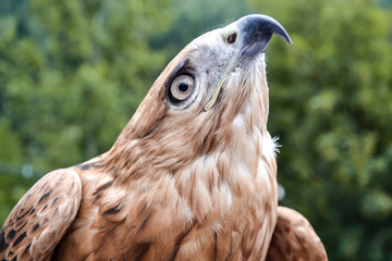 wild eagle with beautiful eyes and sharp beak
