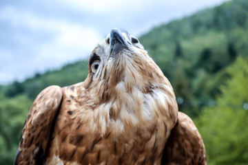 wild eagle with beautiful eyes and sharp beak