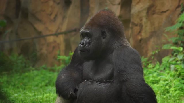 Black gorilla putting food in mouth and eating while looking around, slow motion