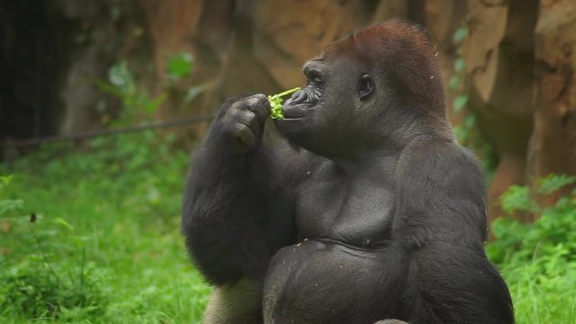 Adult gorilla concentrated on chewing on green leaf, slow motion profile shot