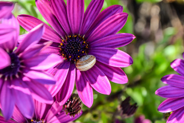 flowering spring flowers bud chamomile