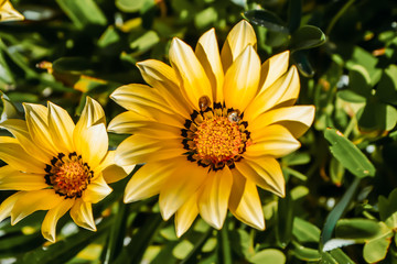 flowering spring flowers bud chamomile