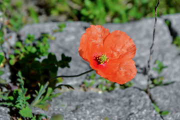 flowering red poppy in the field