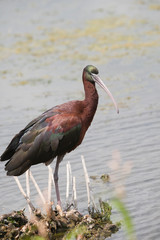 Glossy Ibis