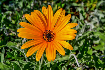 flowering spring flowers bud chamomile