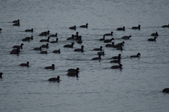 Dabrowa Gornicza Pogoria IV Polska. Łyska Zwyczaja (Rallidae) na tafli jeziora