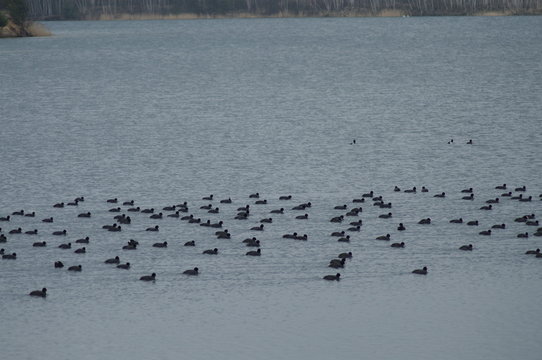 Dabrowa Gornicza Pogoria IV Polska. Łyska Zwyczaja (Rallidae) na tafli jeziora