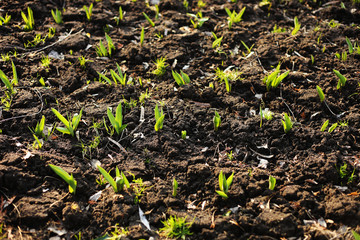 Tulips are growing. Early sprouts of tulips in a row in the park on a sunny day. Sunlight on sprout tulips. selective focus