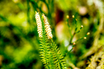 Huperzia, fir moss, medicinal plant in a forest