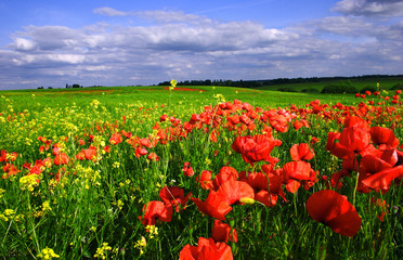 Field poppies on a summer sunny day