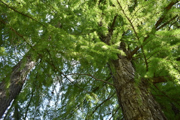 Fototapeta premium tree in forest