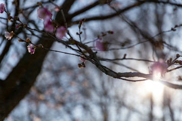 Sakura flowers in early spring when they have just begun to bloom with sun bokeh in the background.