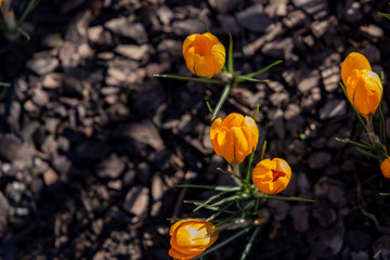 Yellow crocuses on a sunny spring day and little snow near them.