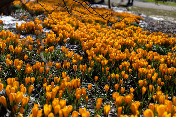 Yellow crocus rug in the park on a sunny spring day.