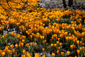 Yellow crocus rug in the park on a sunny spring day.