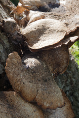 Polyporus Squamosus mushrooms growing on a tree