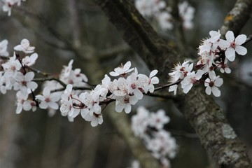 Prunus guirlande de printemps