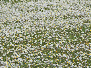 Zoom photo with bokeh effect of beautiful spring field full of daisies