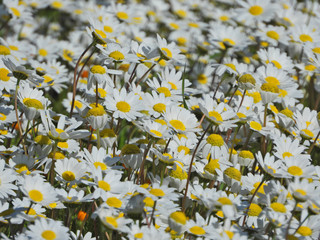 Zoom photo with bokeh effect of beautiful spring field full of daisies