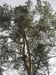 fluffy pine trees on the background of the spring sky, the trunks and branches