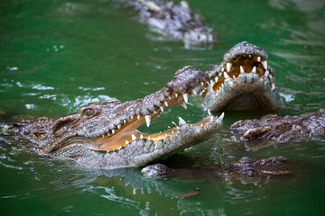 crocodile is opening its mouth in the water.