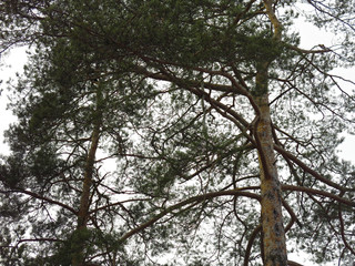 fluffy pine trees on the background of the spring sky, the trunks and branches
