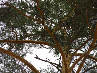 fluffy pine trees on the background of the spring sky, the trunks and branches