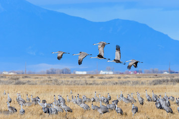 Migrating Greater Sandhill Cranes in Monte Vista, Colorado