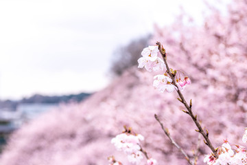 神奈川県 足柄 一ノ堰ハラネ春めき桜