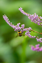 Bumblebee on a Flower
