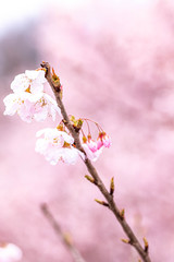 神奈川県 足柄 一ノ堰ハラネ春めき桜